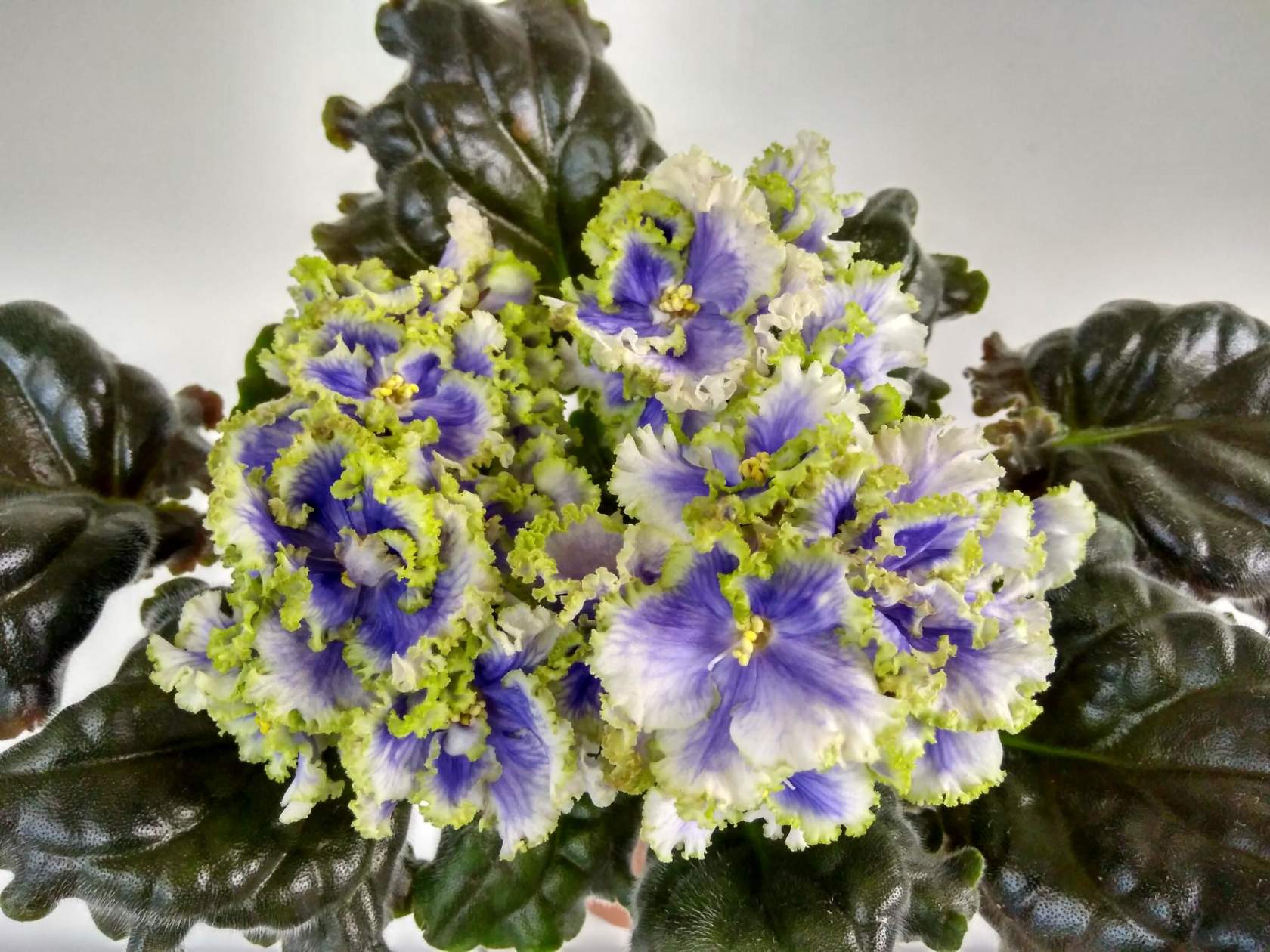 Cajun's Royal Jewels